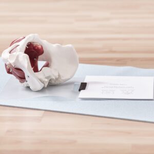 Rückbildung als Beckenbodenworkout